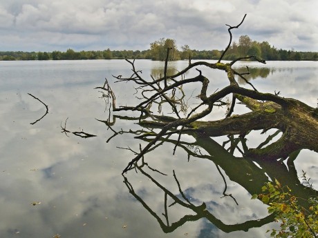 Starý Hospodář je hodně velký rybník.